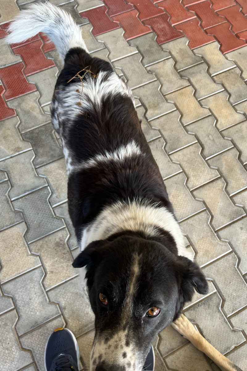 Dharamshala Dog
