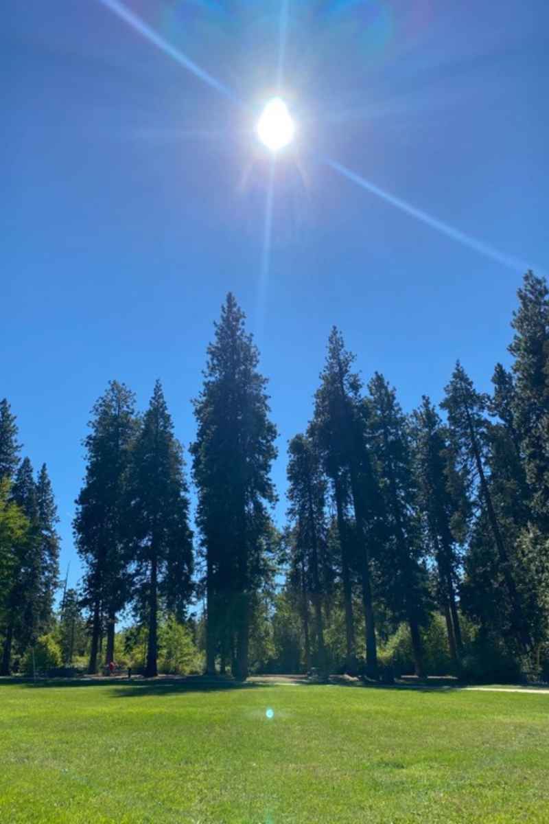 Mt. Shasta Tall Trees