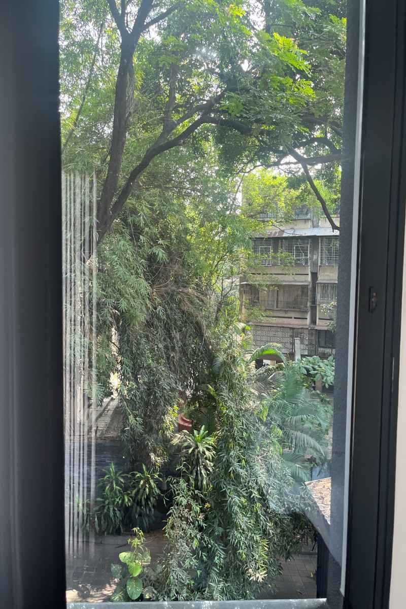 OSHO Retreat Tree